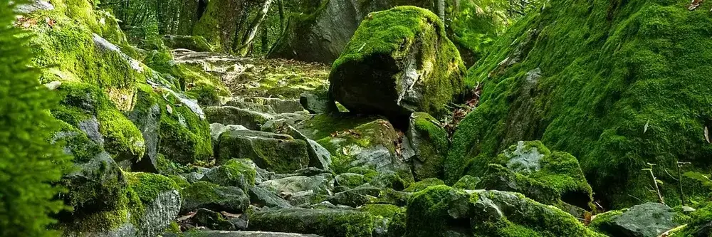 Swiss forest rocks symbolising strong foundations in wealth management by FF Marcuard in Lugano, Switzerland.